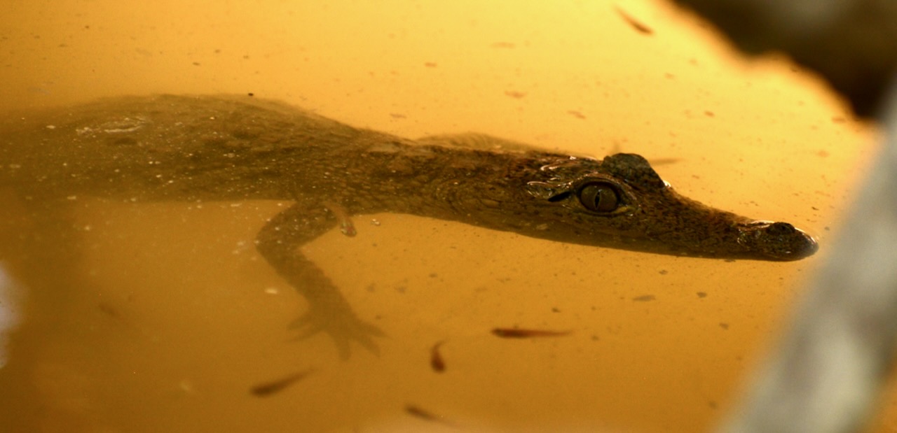 A baby crocodile