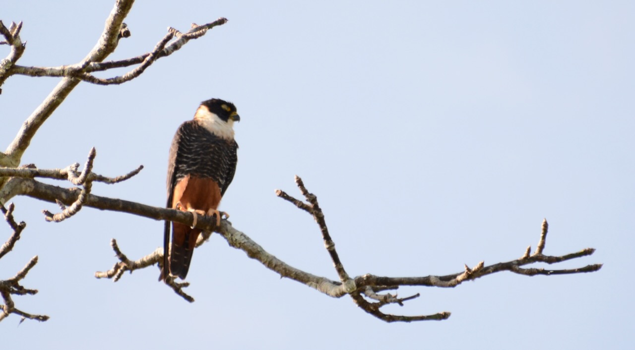 A Bat Falcon at Chicanná