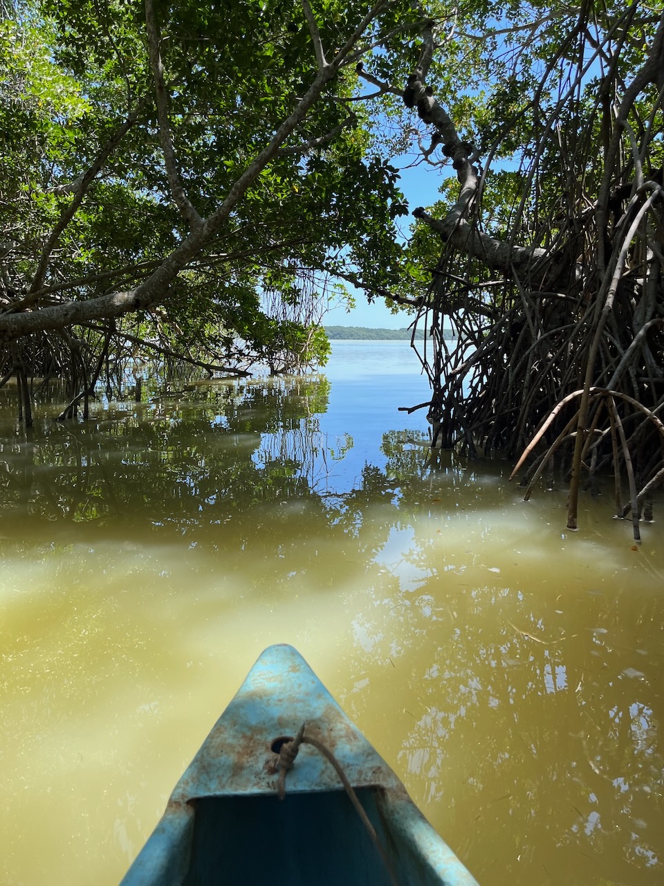 Out of the mangroves