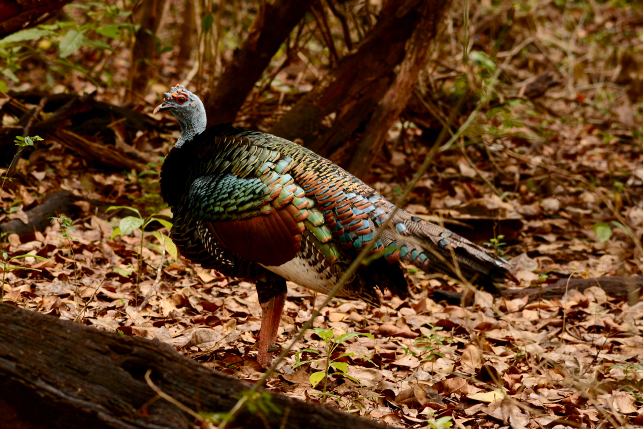 An Ocellated Turkey