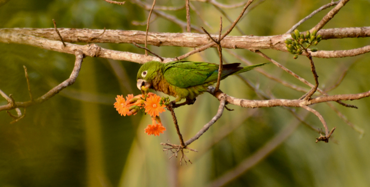 An Olive-throated Parakeet