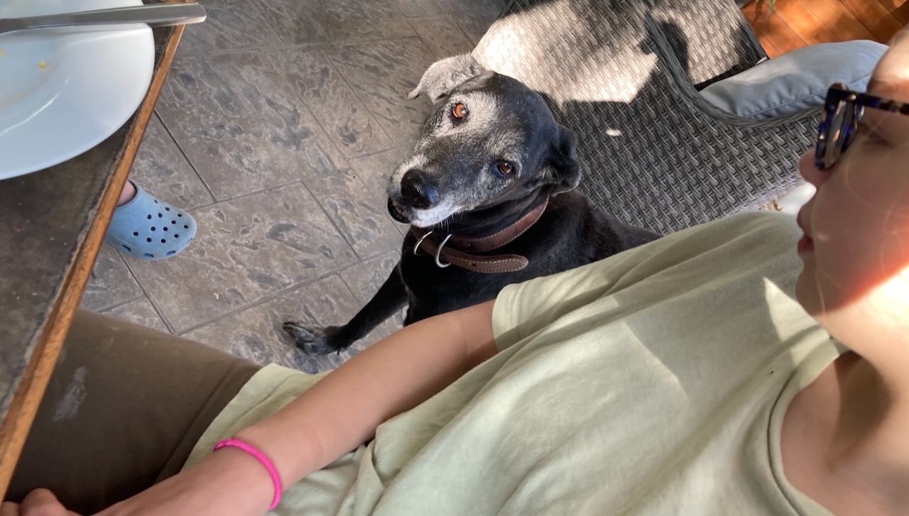 Blackie the perro asking for jamón