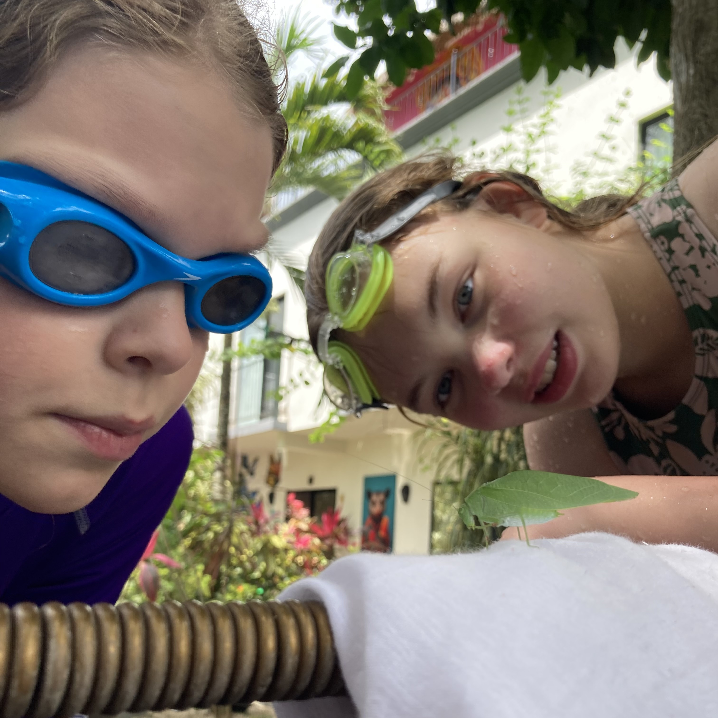 A katydid at the pool