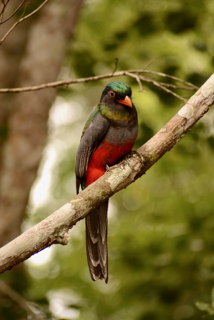 Slaty-tailed trogon
